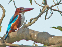 Sonegaon Lake :)