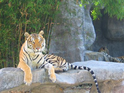 Songkhla Zoo