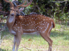Lothian Island Wildlife Sanctuary