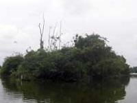 Stork Island