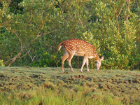 Sudhanyakhali Watchtower