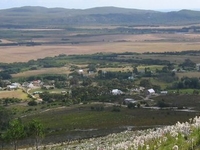 Baardskeerdersbos