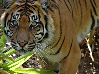 Adelaide Zoo