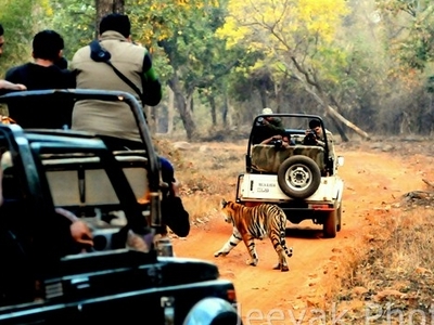 Tadoba National Park Safari Tadoba National Park Safari