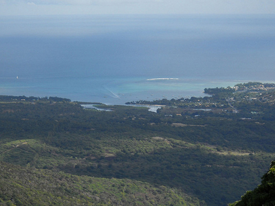 Tamarin