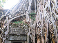 Ta Prohm