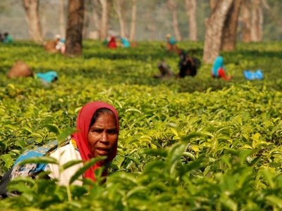 Tea Gardens