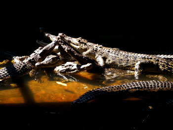 Teritip Crocodile Breeding Center Teritip Crocodile Breeding Center