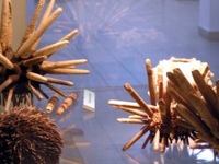 The Andrzej Myrcha University Museum of Nature