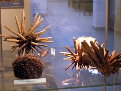 The Andrzej Myrcha University Museum of Nature