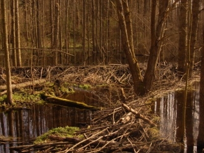 The Białystok - Czarna Białostocka Route