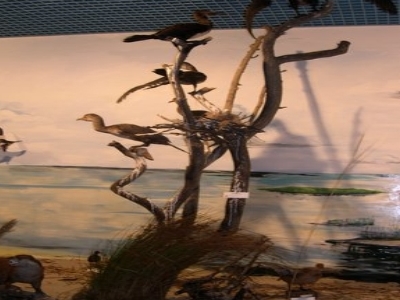 The Natural Museum of Woliński National Park