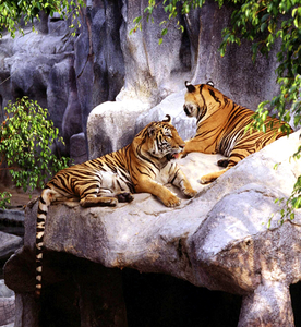 The Si Racha Tiger Farm