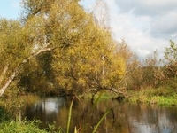 The Wood in the River-Basin Supraśl Route