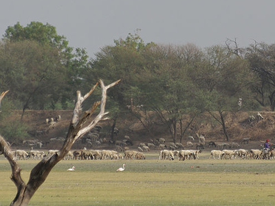 Thol Lake Bird Sanctuary