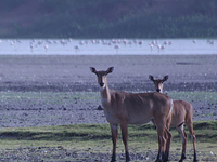 Thol Wildlife Sanctuary