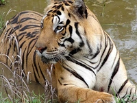 Kanha Best Jungle Plan for 3 Days