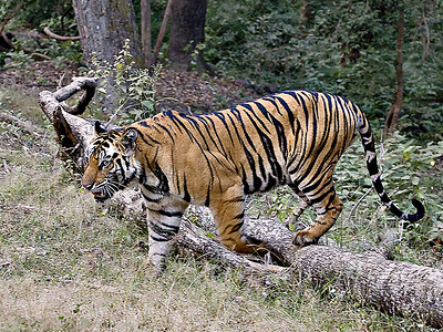 Bandhavgarh National Park