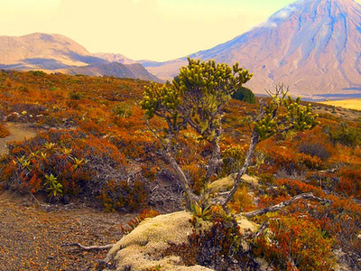 Tongariro Northern Circuit