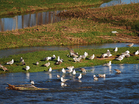 Tordera River