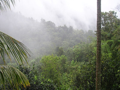 El Yunque Rain Forest