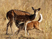 Srisailam Sanctuary Srisailam Sanctuary
