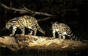 Talley Wildlife Sanctuary