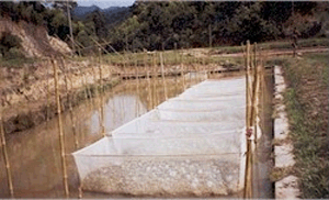 Tarin Fish Farm Tarin Fish Farm
