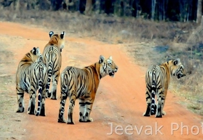 Tadoba National Park Trekking And Nature Trails