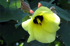 Assam State Zoo cum Botanical Garden Assam State Zoo cum Botanical Garden