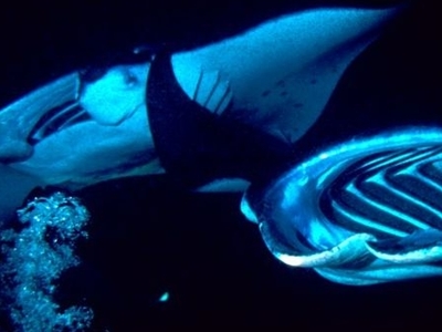 Manta ray night dive