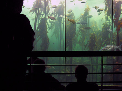Two Oceans Aquarium