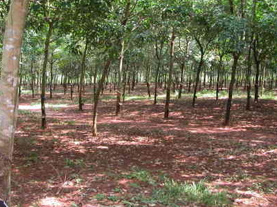 Battle of Long Tan