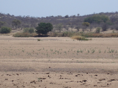 Tuli