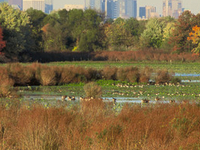 John Heinz National Wildlife Refuge