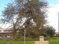 Treaty Oak