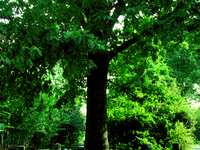 Tree That Owns Itself
