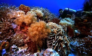 Sangalaki Island