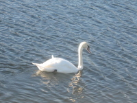 Van Vihar - Upper Lake Ramsar Site