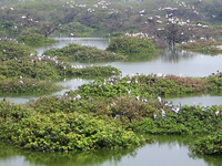 Karikili Bird Sanctuary