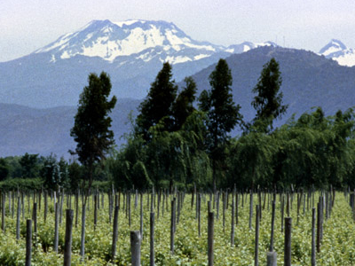 Miguel Torres Winery