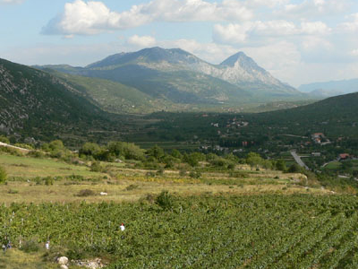 Kozica
