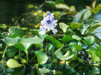 Kanjli Wetland Kanjli Wetland