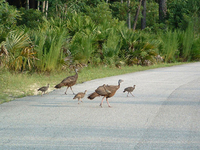 Wekiwa Springs State Park Wekiwa Springs State Park