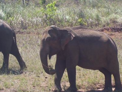 Cotigao Wildlife Sanctuary