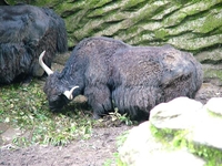 Yak