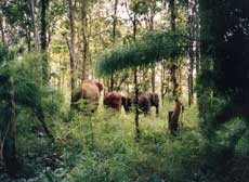 YokDon National Park