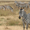 Zebras In Ngorongoro  Crater