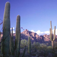 Organ Pipe Cactus