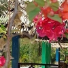 Patio/Balcony
